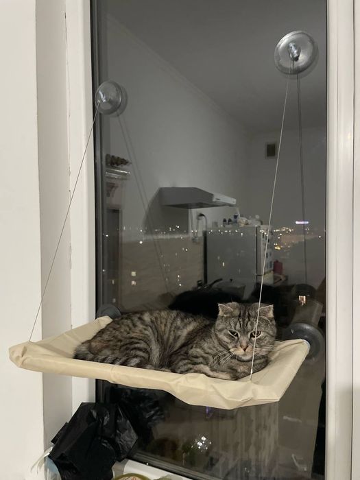 Mushuklar bervoramiz