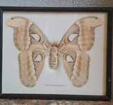 Fluture Attacus Atlas