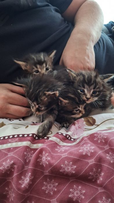 Отдам бесплатно котят мейн кун