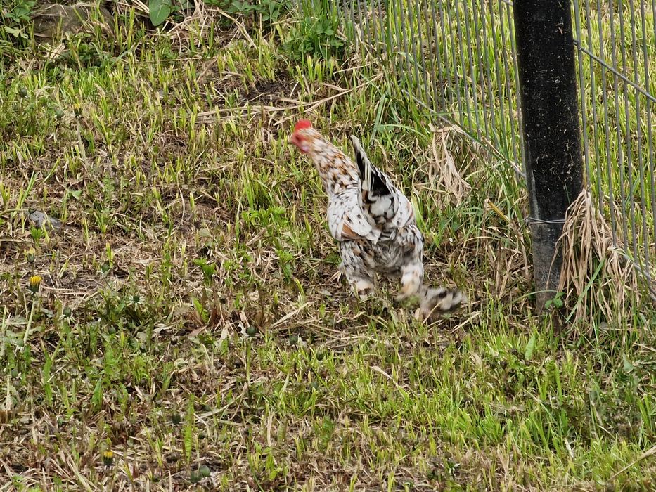 Ouă de vânzare gainuse mi de flori