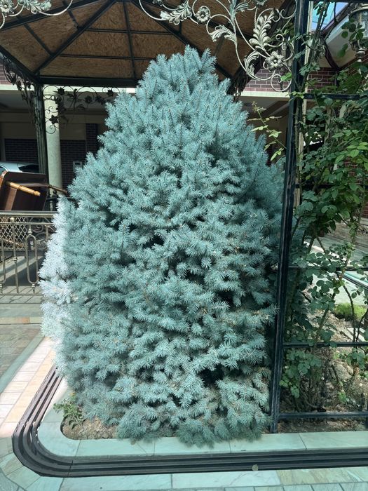 Голубая Ель (Picea pungens Glauca)