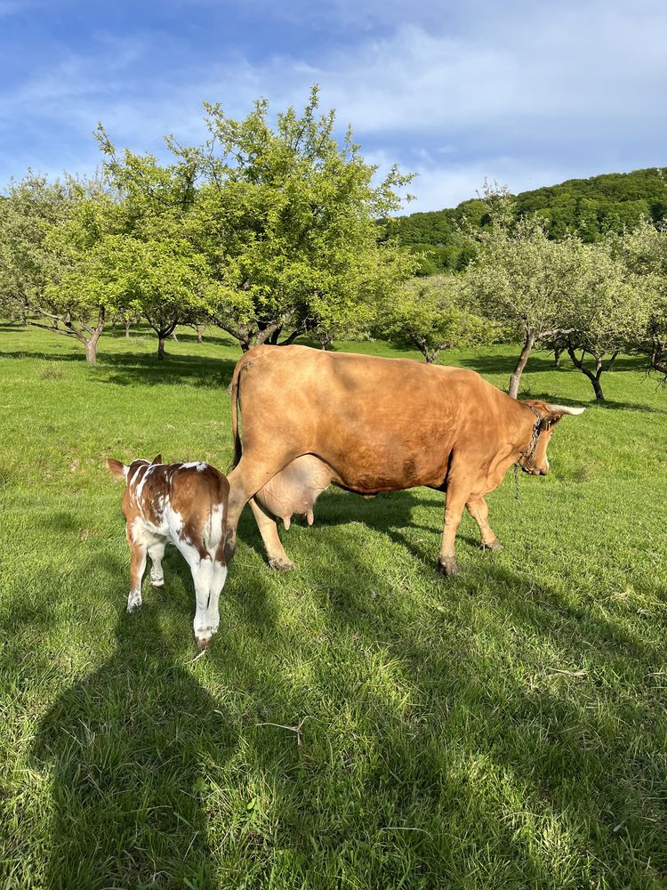 Vaca cu vitel / minim 20 litri lapte la zi