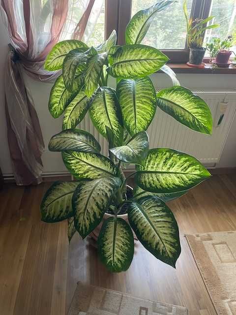 Plante naturale de interior (apartament/birou/hotel/scoala/gradinita)