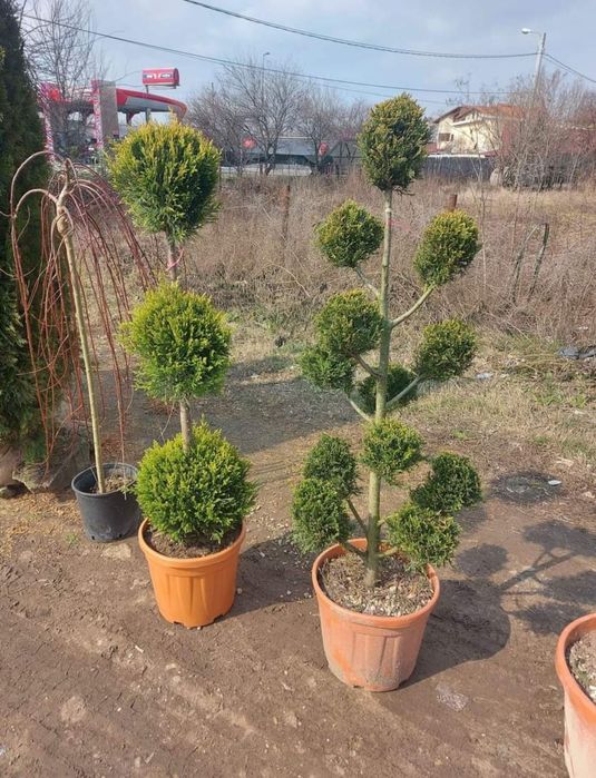 Palmieri,magnolia Grandiflora, spirala,pom pon