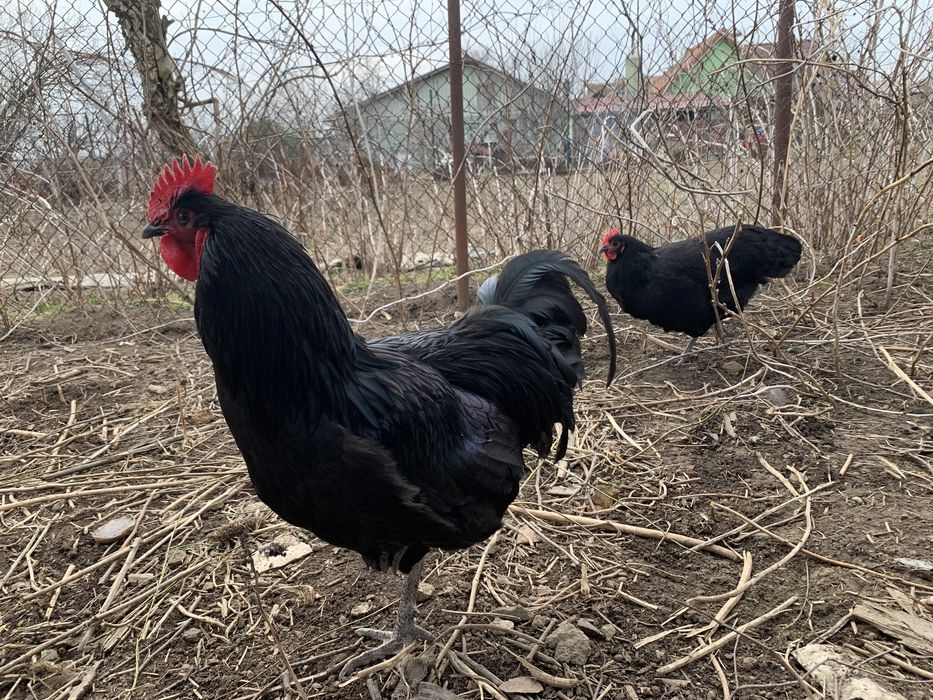 Vand oua Australorp