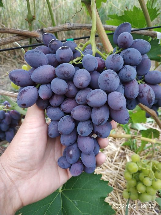 Butași Viță De Vie Anul 3 De Vegetație