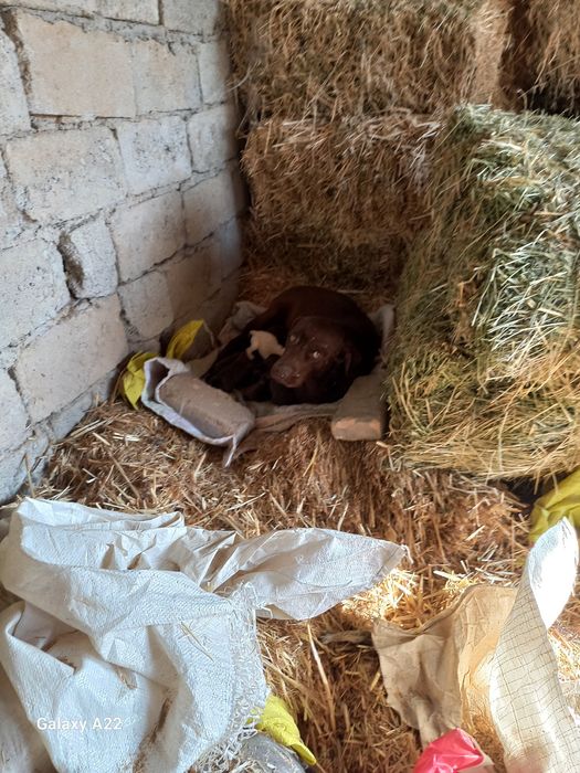 Продаются Щенки-Лабрадоры