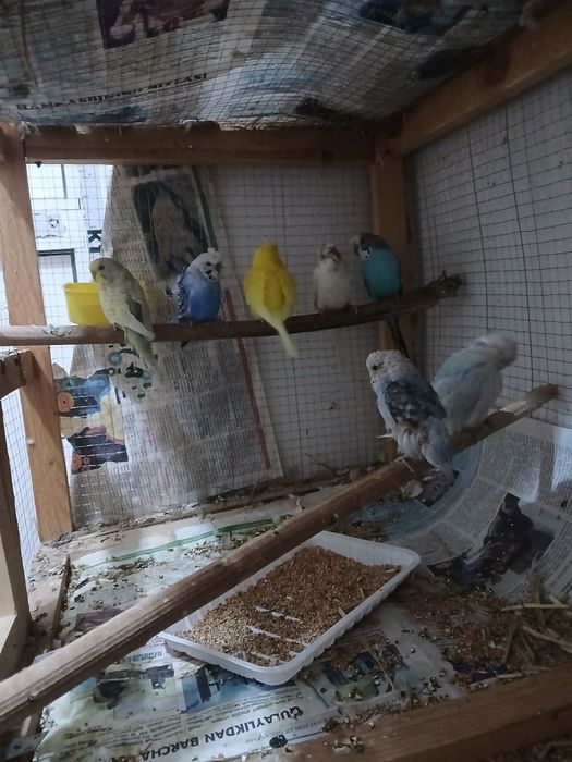 Popugaylar sotiladi donasi 80 ming babichka nar bor 250 ming