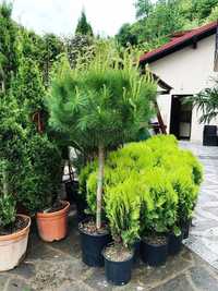 Artar Japonez, pon pon, pinus mugo, palmier, alun rosu, ienupar