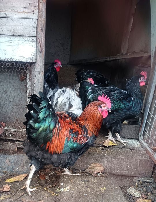 Продавам млади домашни петли
