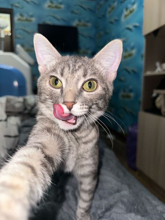 Отдам в хорошие руки