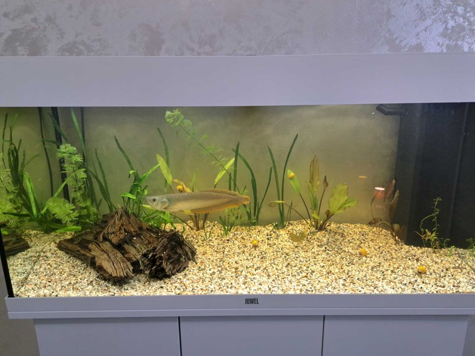 Amenajari/mentenanta acvarii Bucuresti