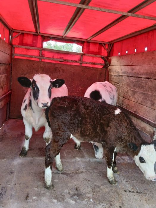 Aduc viței de rasă pe comandă dumneavoastră!!