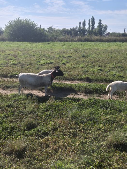 Oi Dorper și ILE De France oferta!