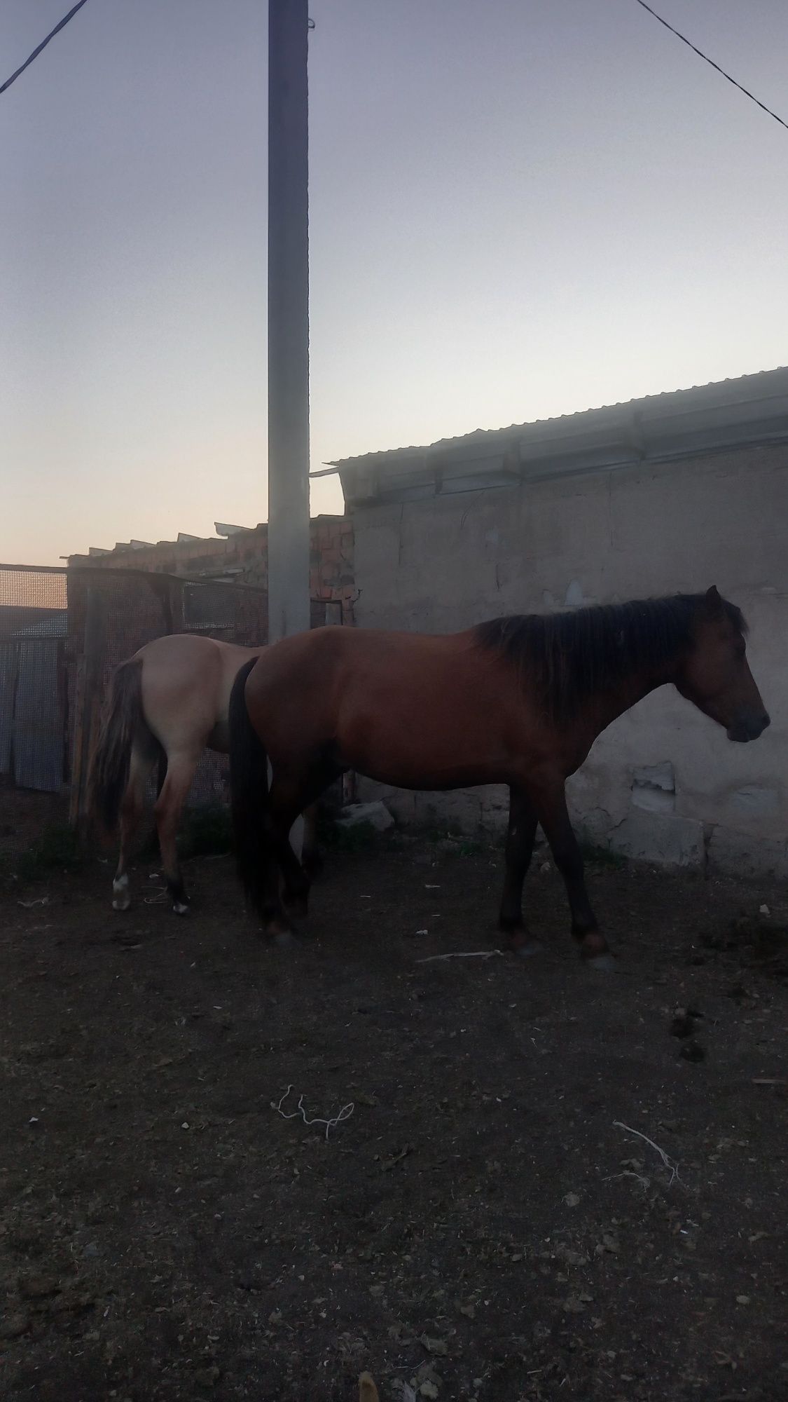 Продается жеребец