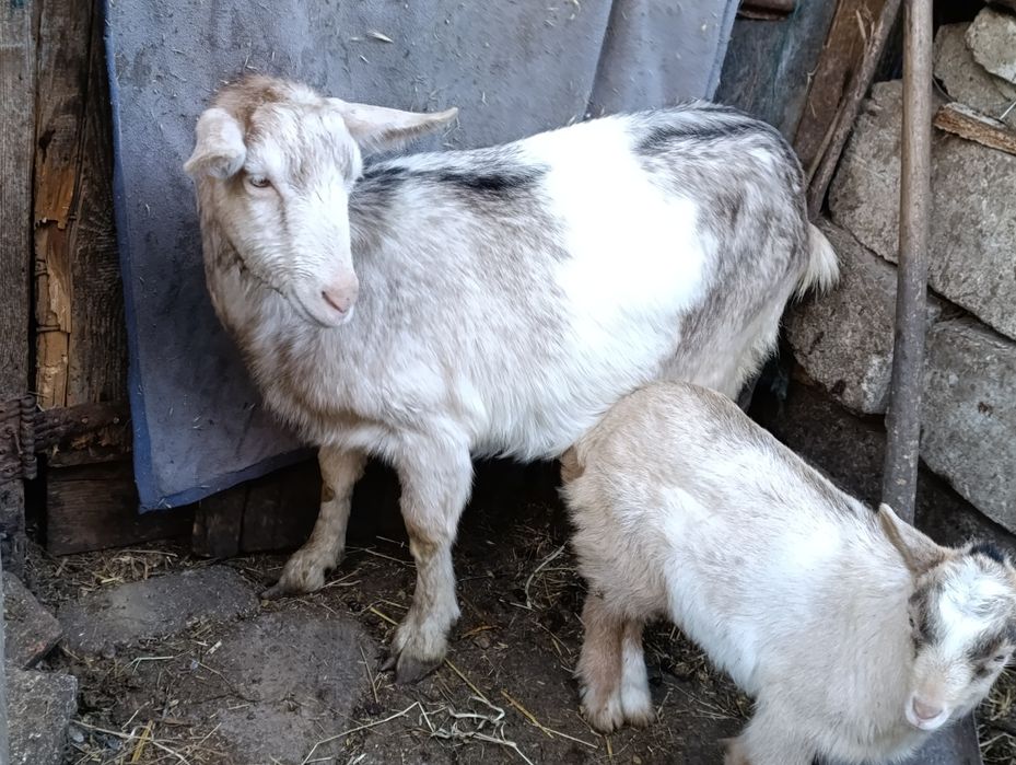 Vând capre gestante