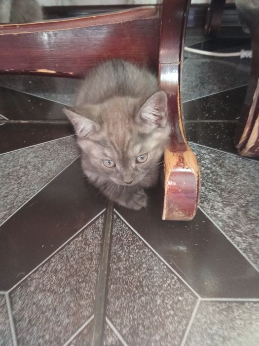 Кошки породы страйт и фолд ,фолд девочка,страйт мальчик ,