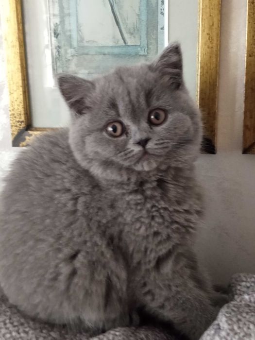 Pui pisica british shorthair