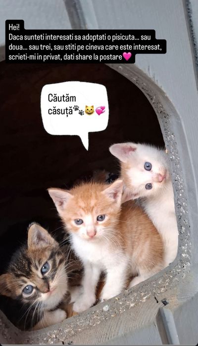 Pisica adoptie - 3 Pui frumoși