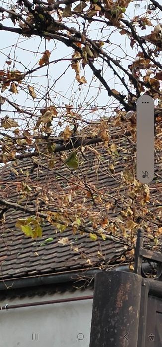 ofer tigla solzi gratis