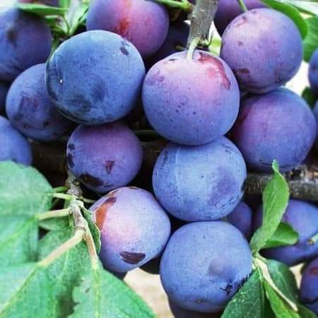 Prun anul 3 la super pret