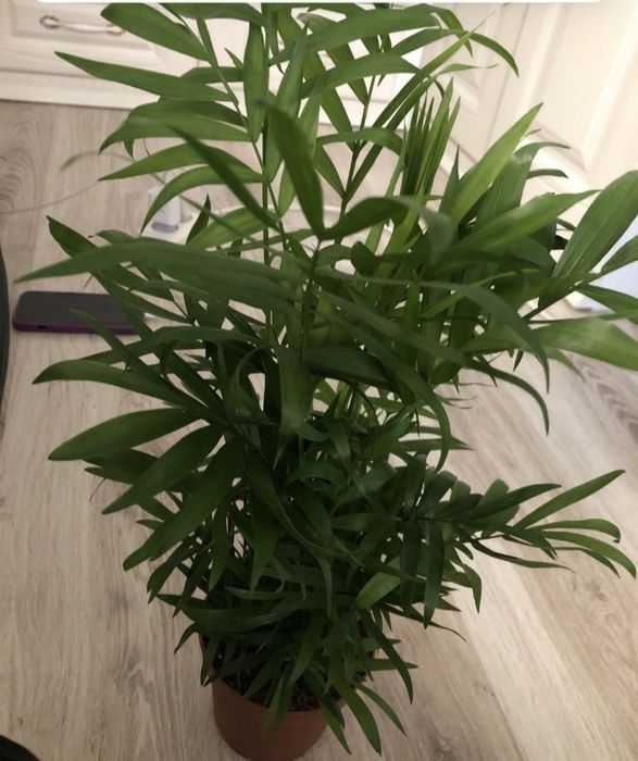 Отдам даром цветок