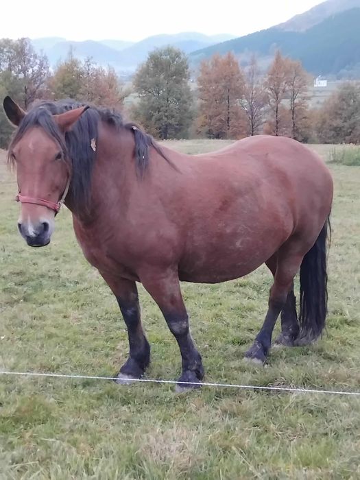 De vanzare cal de 6 ani castrat fara nici Un defect garantat de ori ce