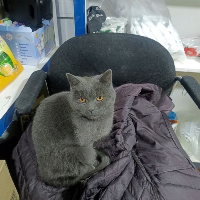 Продается Пародисты кот