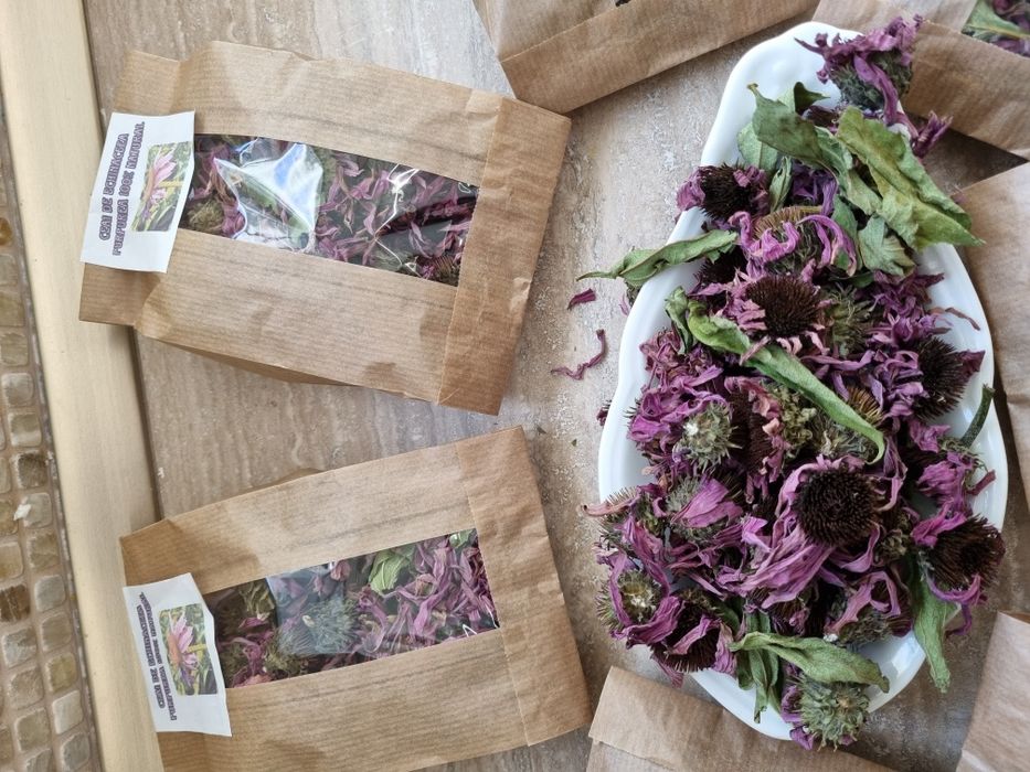 Echinaceea Purpurea răsad și ceaiuri