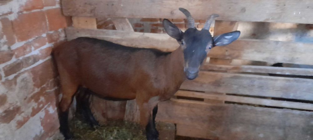 vind capre rasa pura Alpina Franceza