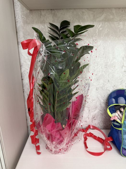 Цветы в горшке доллар