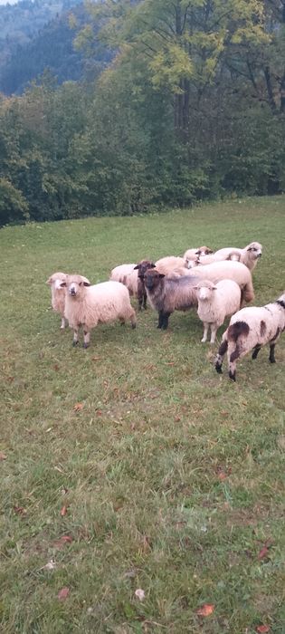 10 miele de vânzare