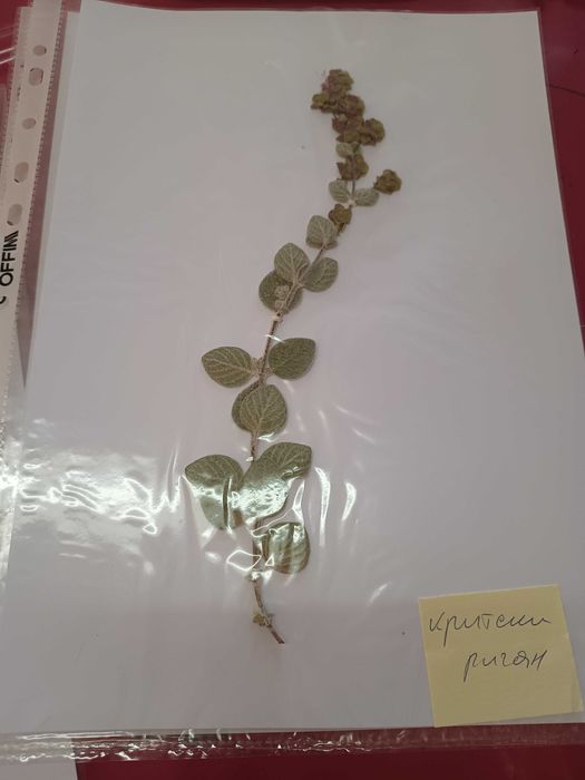 Хербарии (за  ученици и студенти)