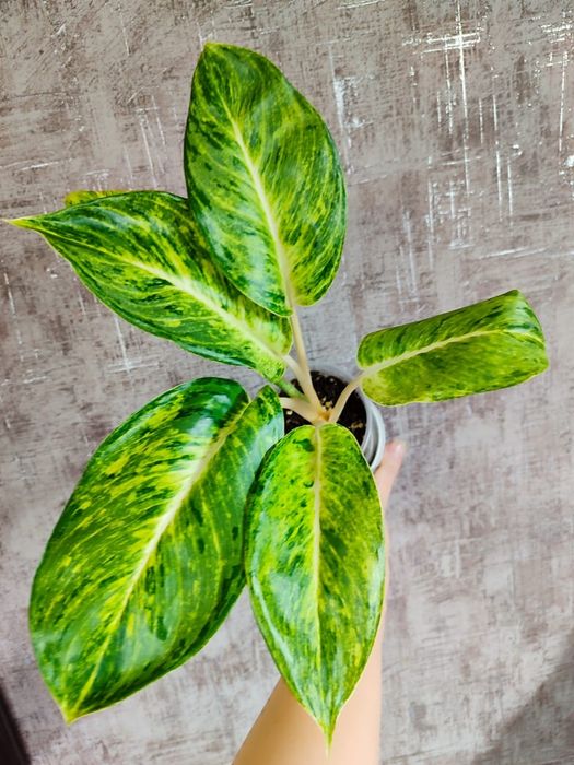 Аглаонема разных сортов