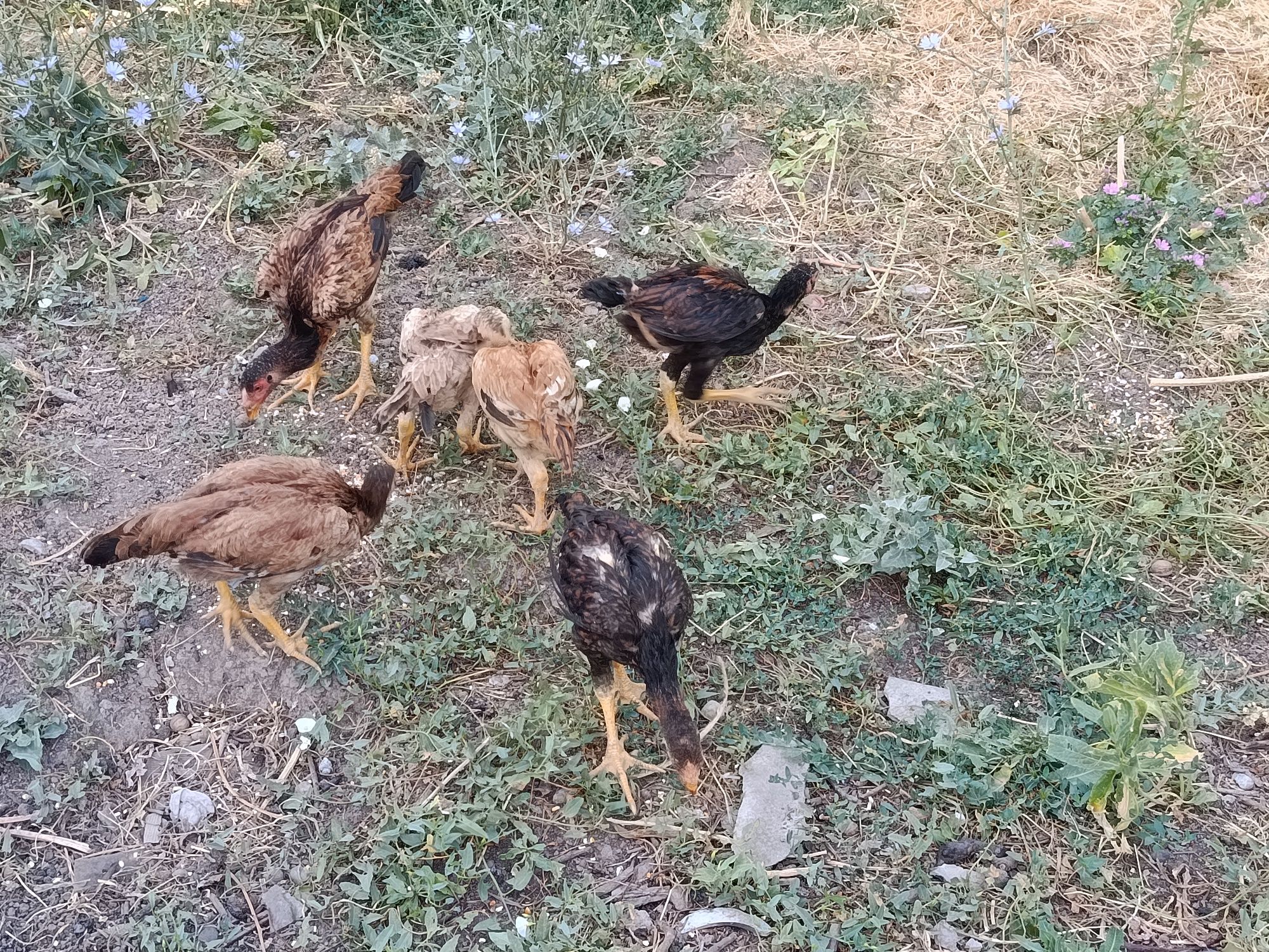 dakan joja gazalkent
