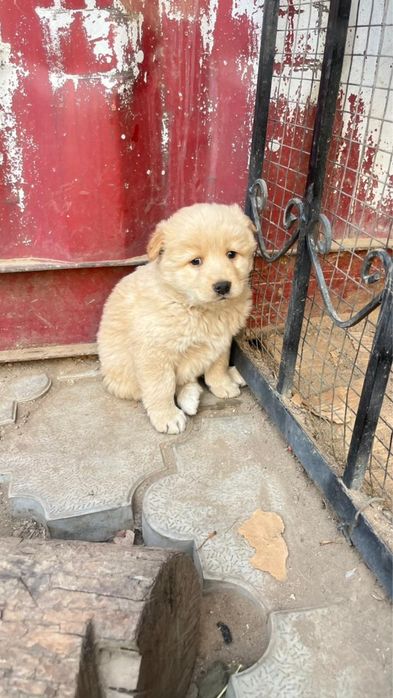 Щенок Алабай мальчик сторожевой пес собака