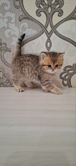 Британские котята шиншиллы