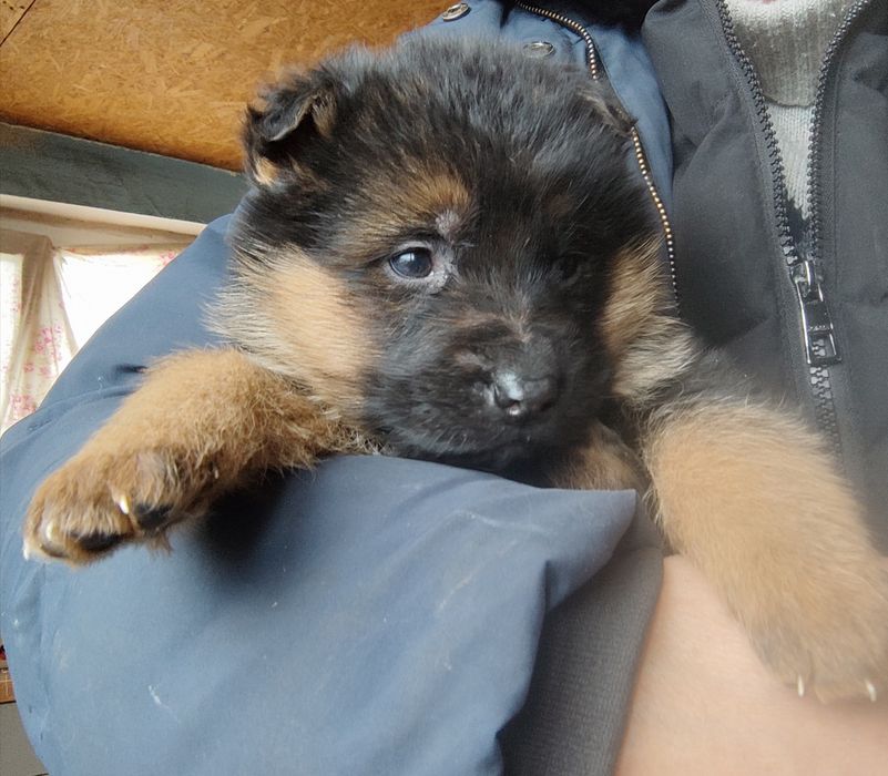 Продам щенков немецкой овчарки