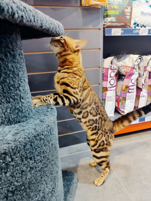 Бенгальская F2 привазной