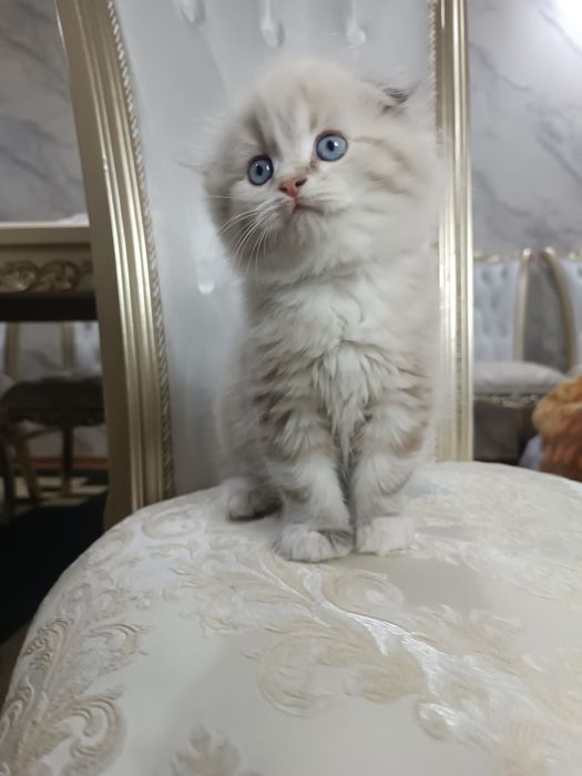 Хайланд фолд мальчик, мушукча хайланд фолд угил бола