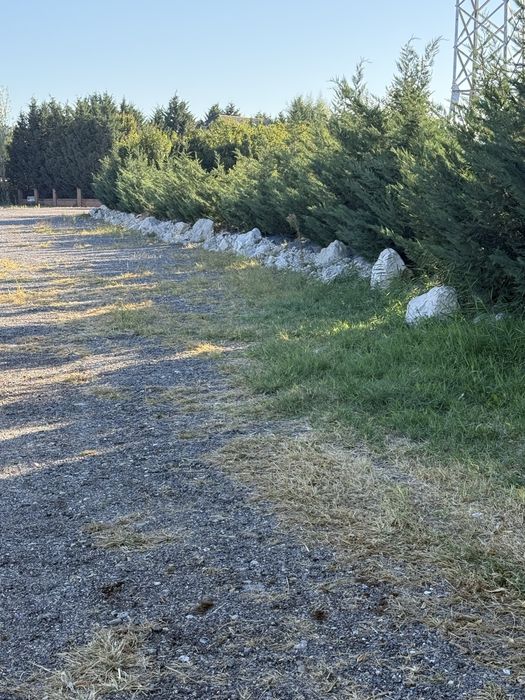 Cupresocyparis leylandi