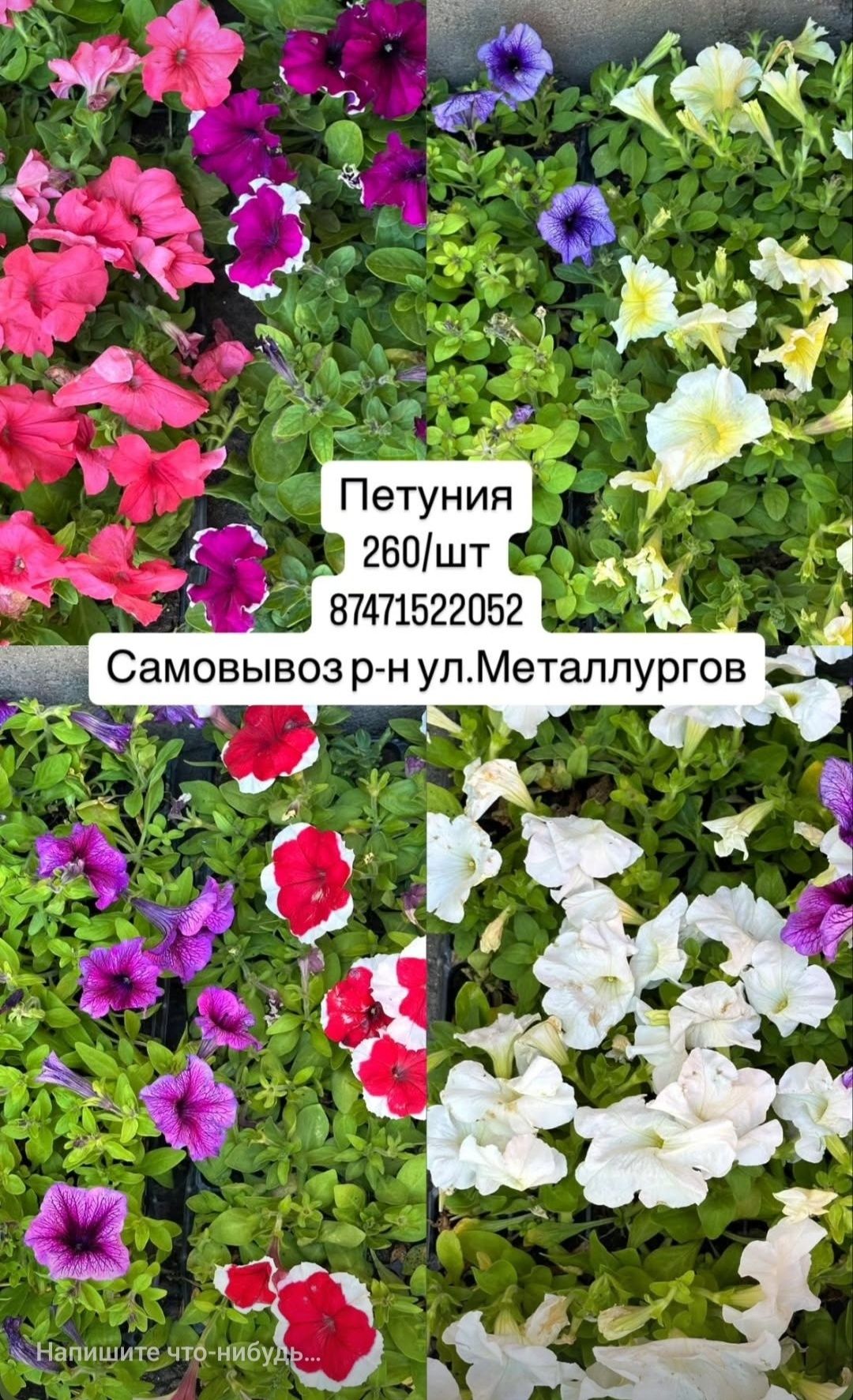 Продам рассаду питуньи