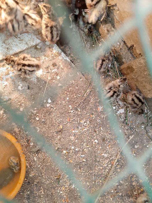 Fazan  xoʻrozlar sotiladi