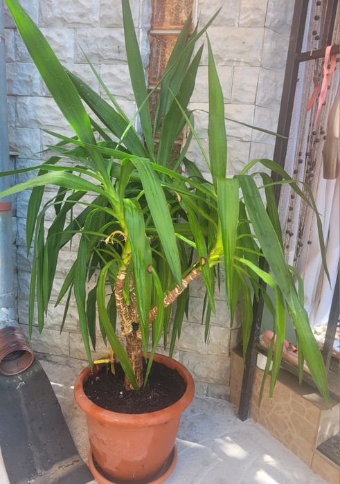 Vând plantă  Yucca de interior!