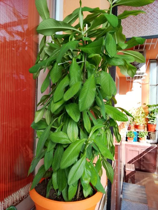 Цветя, зелени, неколкогодишни