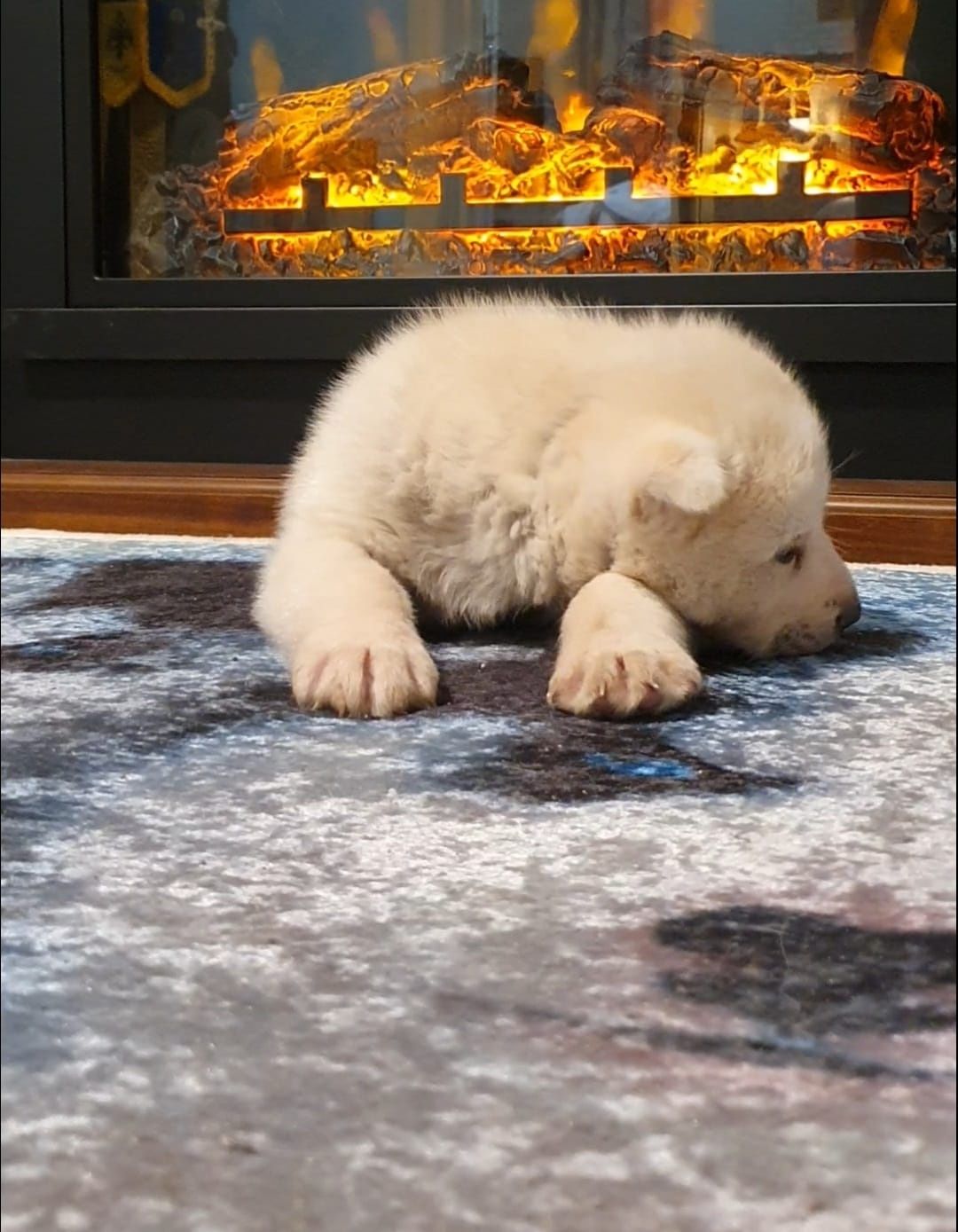 Cățelușă Husky Deosebită