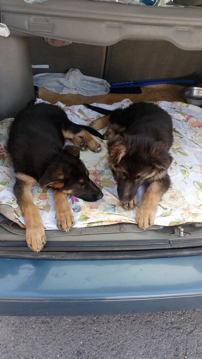 Продам щенков немецкой овчарки