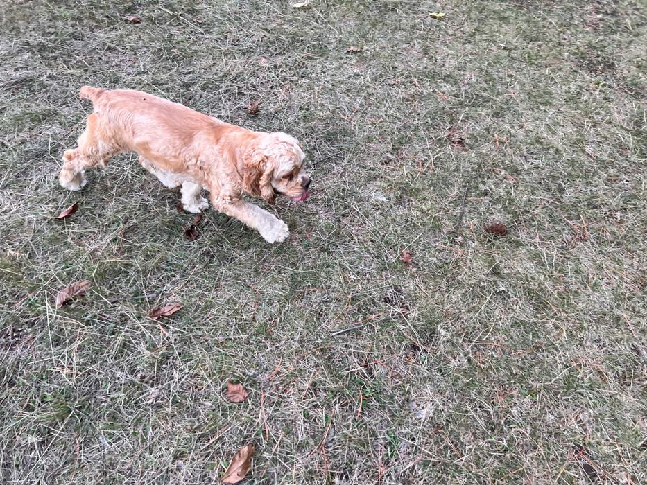 Американски кокер шпаньоли и спрингер шпаньол