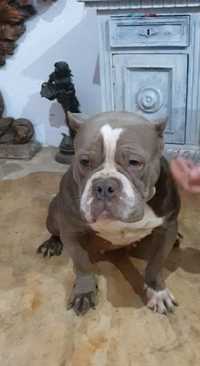 American bully de calitate