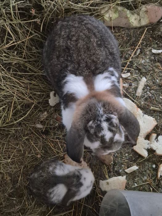 Vând iepuri berbec german